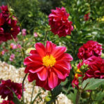 Best Flowers That Bloom All Summer for a Colorful Garden