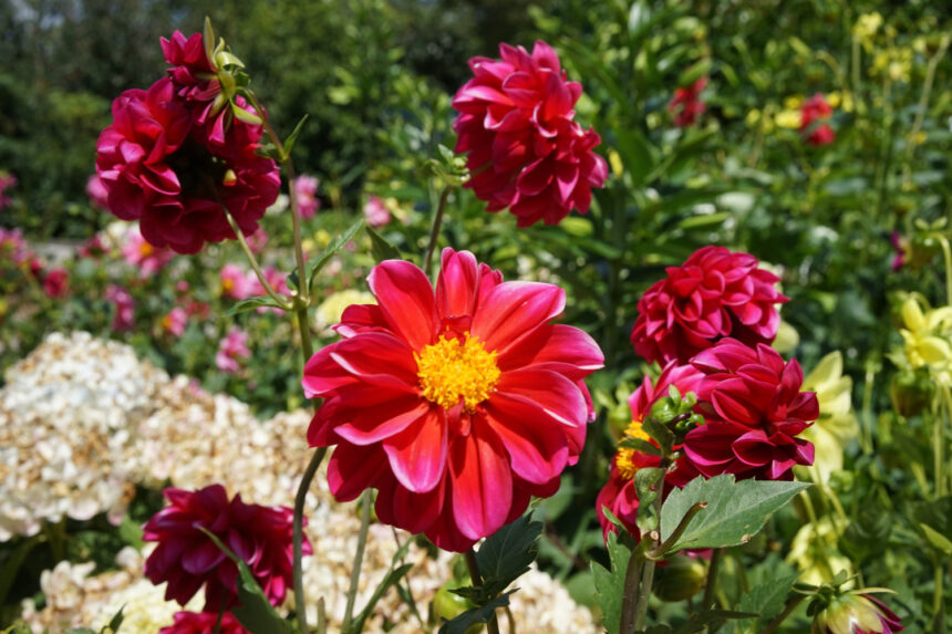 Best Flowers That Bloom All Summer for a Colorful Garden