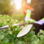 How to Start a Garden from Scratch