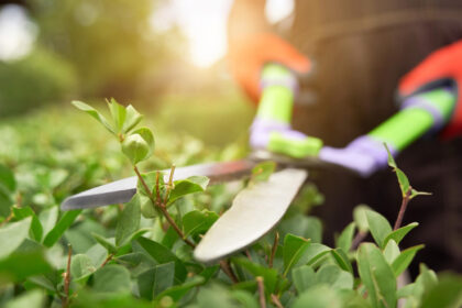 How to Start a Garden from Scratch