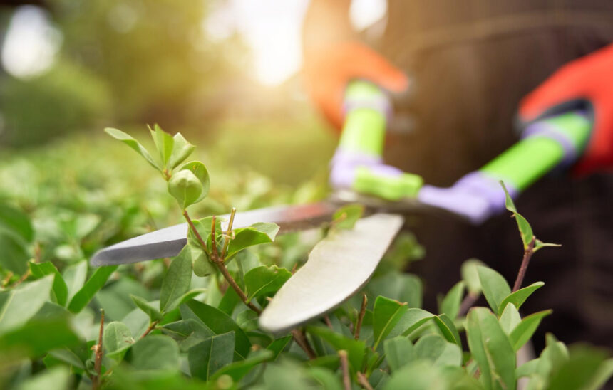 How to Start a Garden from Scratch