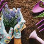 Gardening for Beginners: Everything You Need to Know