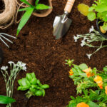 Best Plants for First-Time Gardeners