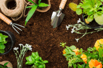 Best Plants for First-Time Gardeners