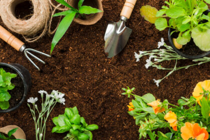 Best Plants for First-Time Gardeners