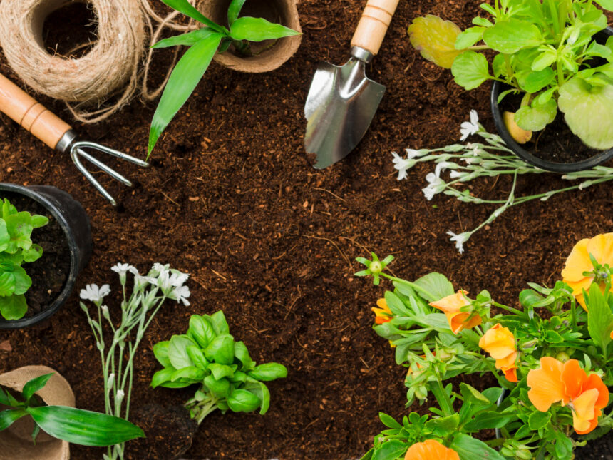 Best Plants for First-Time Gardeners