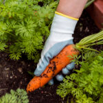 Grow Sweet, Crunchy Carrots with These Simple Gardening Tips