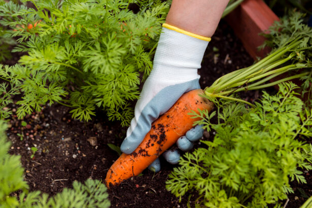 Grow Sweet, Crunchy Carrots with These Simple Gardening Tips