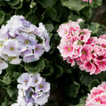 Growing Hydrangeas Successfully: Everything You Need to Know for Bigger, Healthier Blooms