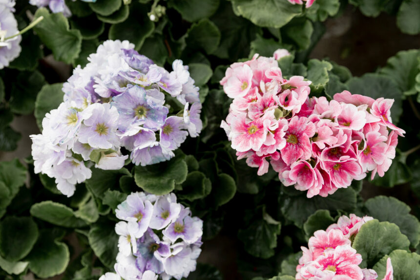 Growing Hydrangeas Successfully: Everything You Need to Know for Bigger, Healthier Blooms