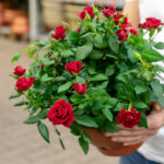 How to Grow Healthy Roses: A Complete Guide for Beautiful Blooms