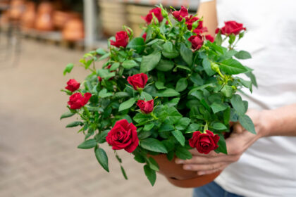 How to Grow Healthy Roses: A Complete Guide for Beautiful Blooms