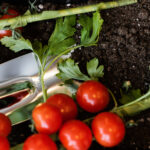 How to Grow Tomatoes at Home for a Delicious Harvest
