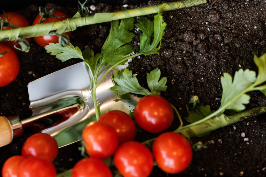 How to Grow Tomatoes at Home for a Delicious Harvest