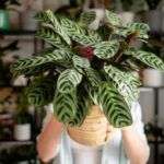Signs Your Plant Needs Repotting