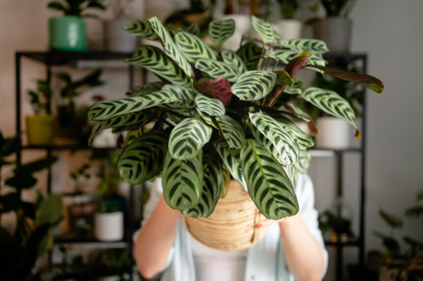 Signs Your Plant Needs Repotting