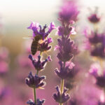 How to Care for Lavender: A Complete Guide to Growing Healthy, Fragrant Plants