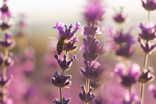 How to Care for Lavender: A Complete Guide to Growing Healthy, Fragrant Plants