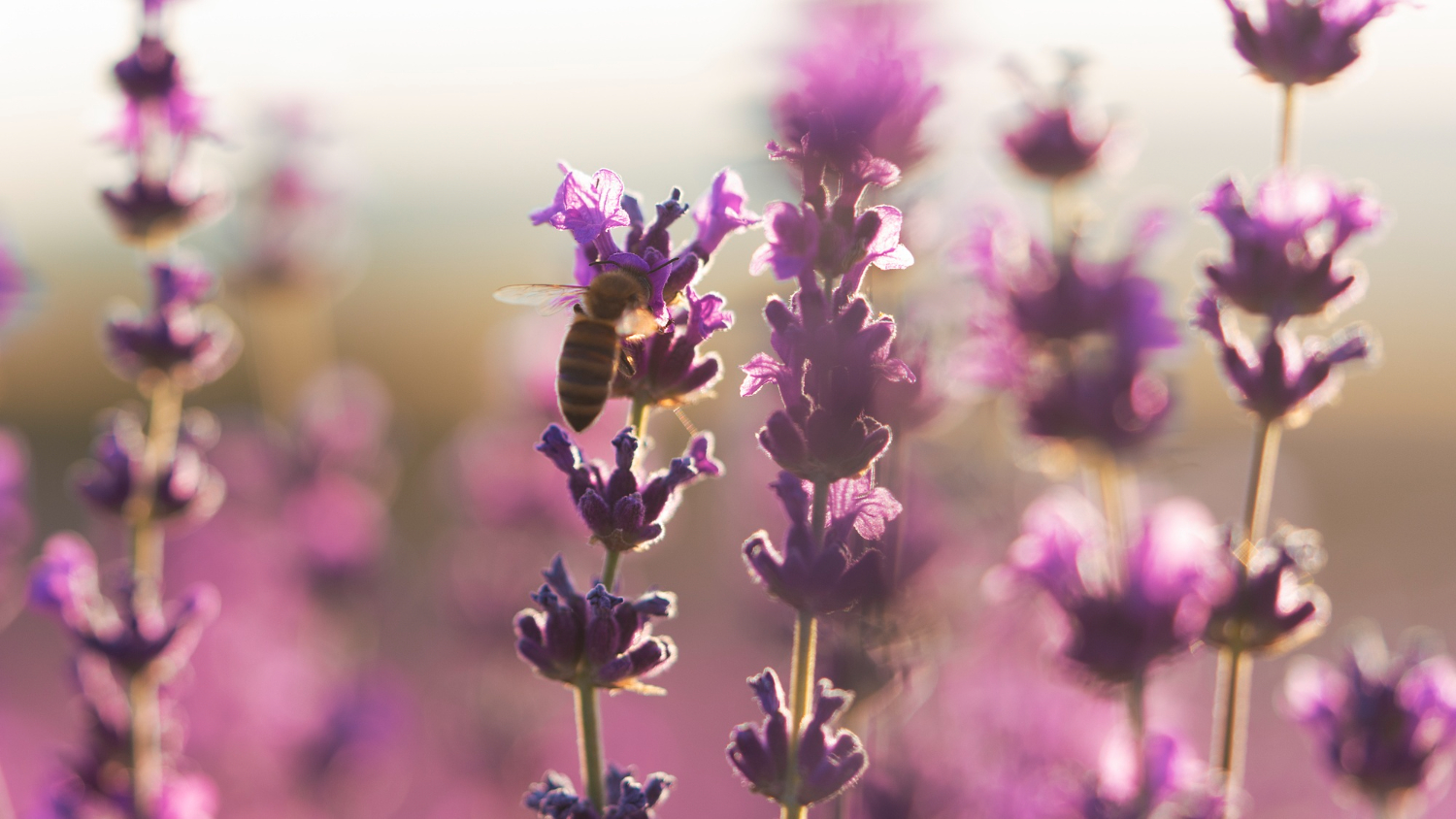 How to Care for Lavender: A Complete Guide to Growing Healthy, Fragrant Plants