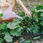 How to Grow Cucumbers for a Bigger and Better Harvest