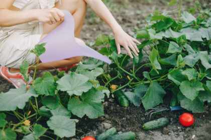 How to Grow Cucumbers for a Bigger and Better Harvest