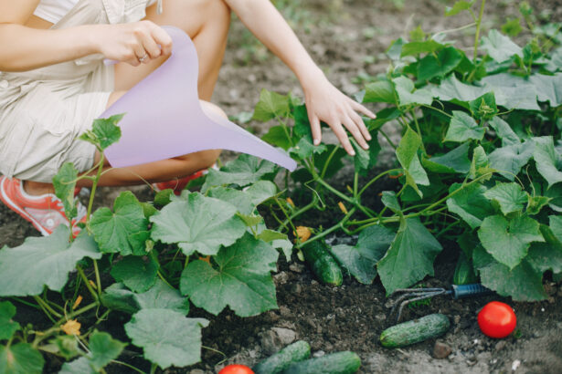 How to Grow Cucumbers for a Bigger and Better Harvest