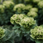 Low-Maintenance Outdoor Plants That Thrive with Minimal Care