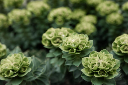 Low-Maintenance Outdoor Plants That Thrive with Minimal Care