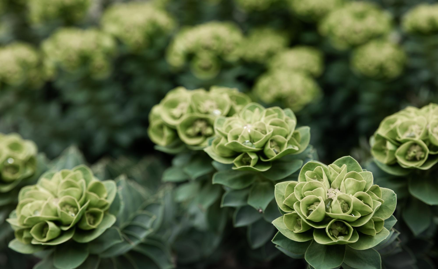 Low-Maintenance Outdoor Plants That Thrive with Minimal Care