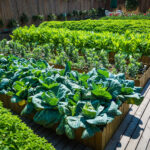 When to Plant Vegetables: Timing Your Garden for the Best Results
