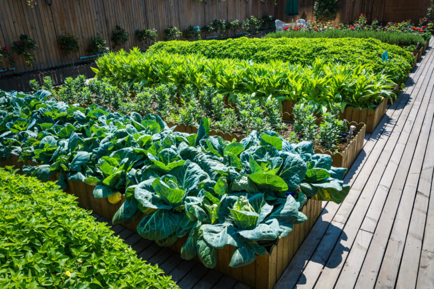 When to Plant Vegetables: Timing Your Garden for the Best Results