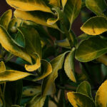 Why Are My Plant Leaves Turning Yellow?