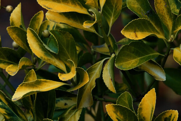 Why Are My Plant Leaves Turning Yellow?