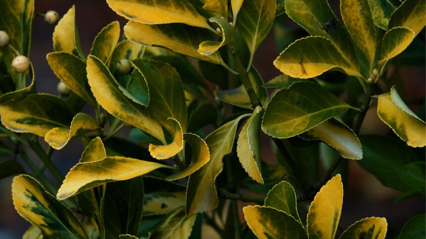 Why Are My Plant Leaves Turning Yellow?
