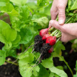 Why Your Vegetable Garden Isn't Thriving: Common Problems and Easy Solutions