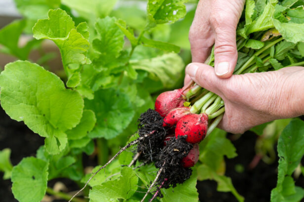 Why Your Vegetable Garden Isn't Thriving: Common Problems and Easy Solutions