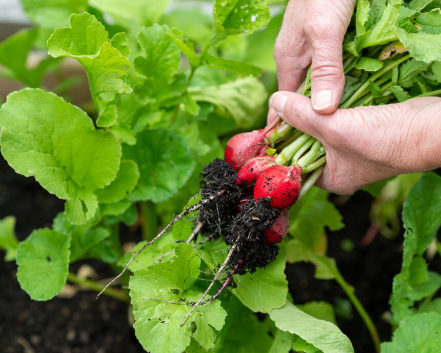 Why Your Vegetable Garden Isn't Thriving: Common Problems and Easy Solutions