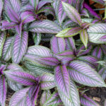 Plants That Thrive in Full Shade: The Best Choices for Low-Light Gardens