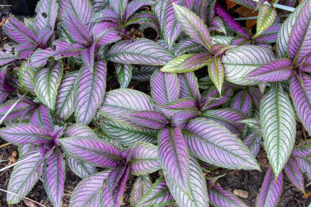 Plants That Thrive in Full Shade: The Best Choices for Low-Light Gardens