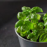 Fresh Basil All Season: How to Grow This Kitchen Favorite at Home