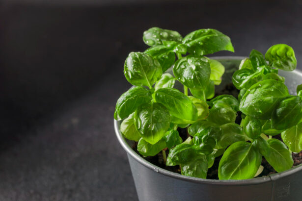 Fresh Basil All Season: How to Grow This Kitchen Favorite at Home