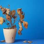How to Save an Overwatered Plant: A Step-by-Step Rescue Guide