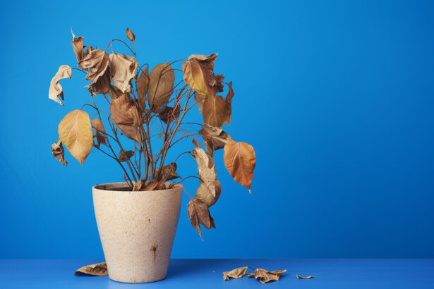 How to Save an Overwatered Plant: A Step-by-Step Rescue Guide