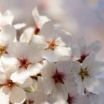 Beautiful Flowers That Bloom Every Year for a Colorful, Low-Maintenance Garden