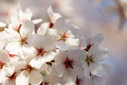 Beautiful Flowers That Bloom Every Year for a Colorful, Low-Maintenance Garden