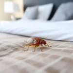 Can Bed Bugs Fly