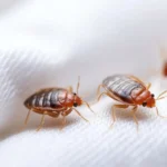 Can Bed Bugs Jump