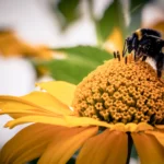 Flowers That Bring Bees and Butterflies to Your Garden