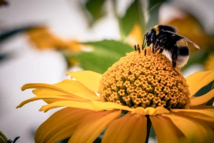 Flowers That Bring Bees and Butterflies to Your Garden