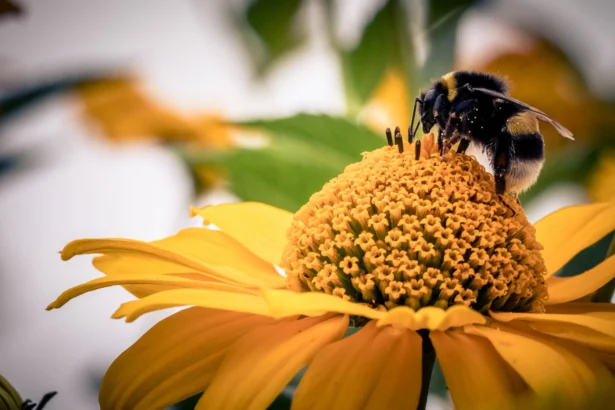 Flowers That Bring Bees and Butterflies to Your Garden